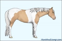 Horse Color:Silver Classic Champagne Tobiano