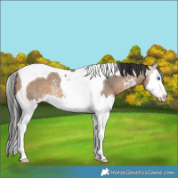 Horse Color:Brown Dun Sabino Splash Tobiano Rabicano 