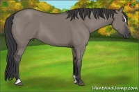 Horse Color:Grullo Sabino 
