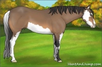 Horse Color:Buckskin Splash Frame 