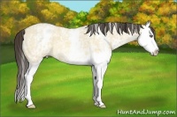 Horse Color:White Spotted Amber Cream Champagne Roan Dun Splash 