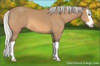 Horse Color:Silver Buckskin Splash