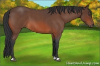 Horse Color:Unknown 