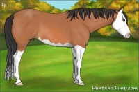 Horse Color:Bay Splash 