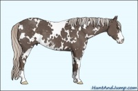 Horse Color:White Spotted Silver Black Sabino 