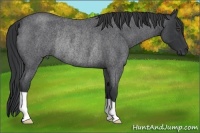 Horse Color:Blue Roan Rabicano