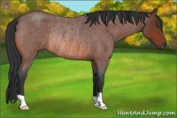 Horse Color:Bay Roan Rabicano