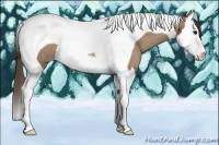 Horse Color:Classic Champagne Splash Tobiano Rabicano 