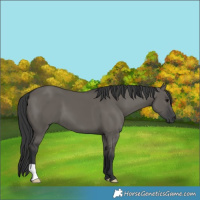 Horse Color:Unknown 