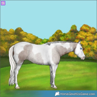 Horse Color:White Spotted Silver Black Splash Tobiano 