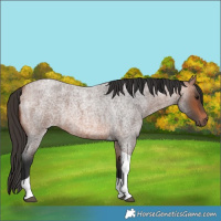 Horse Color:Unknown 