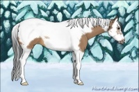Horse Color:Bay Dun Splash Tobiano Frame 