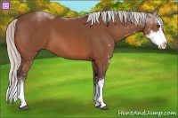Horse Color:Silver Bay Sabino Splash 