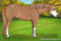 Horse Color:Chestnut Sabino