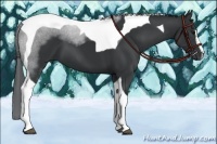 Horse Color:Black Sabino Tobiano 