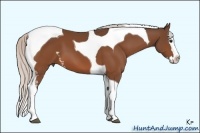 Horse Color:White Spotted Silver Bay Splash Tobiano