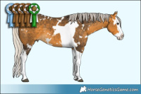 Horse Color:White Spotted Silver Buckskin Splash Tobiano