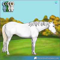 Horse Color:Buckskin Dun Sabino Splash Tobiano Near Leopard 