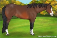 Horse Color:Bay Splash 