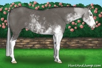 Horse Color:Grullo Sabino Splash