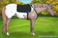 Horse Color:Red Roan Appaloosa 