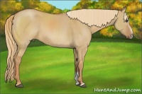Horse Color:Red Dun Sabino 