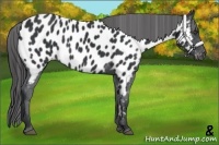 Horse Color:Black Appaloosa Rabicano 