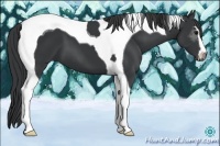 Horse Color:Black Sabino Tobiano
