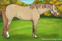 Horse Color:Red Dun Sabino