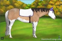 Horse Color:Amber Champagne Splash 