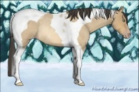 Horse Color:Amber Cream Champagne Roan Tobiano Rabicano