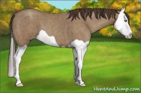 Horse Color:Classic Champagne Splash