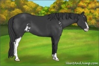 Horse Color:Black Sabino