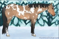 Horse Color:White Spotted Bay Dun Sabino 