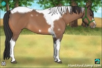 Horse Color:Buckskin Roan Tobiano Frame 