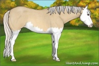 Horse Color:Silver Buckskin Roan Dun Splash