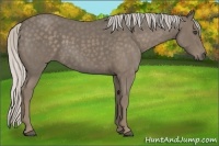Horse Color:Silver Smoky Blue Roan 