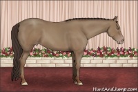 Horse Color:Classic Champagne 