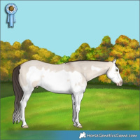 Horse Color:Sable Champagne Dun Sabino Splash Frame 