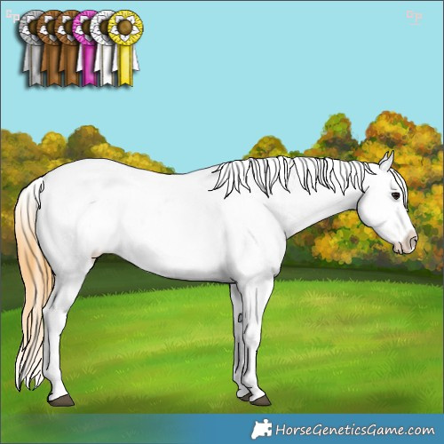 Horse Color:Buckskin Splash Appaloosa 