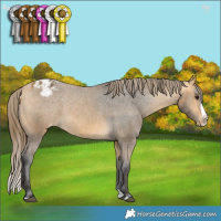 Horse Color:Buckskin Splash Appaloosa 