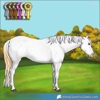 Horse Color:Buckskin Splash Appaloosa 
