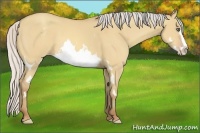 Horse Color:White Spotted Silver Amber Champagne Dun Splash Frame 
