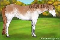 Horse Color:White Spotted Chestnut 
