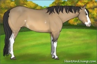 Horse Color:White Spotted Buckskin Dun Splash