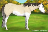 Horse Color:Amber Cream Champagne Dun Splash Rabicano