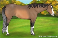 Horse Color:Buckskin Roan Splash 