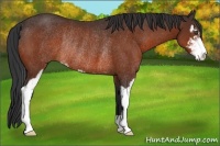 Horse Color:Bay Sabino Rabicano