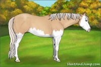 Horse Color:Silver Amber Champagne Sabino Splash 