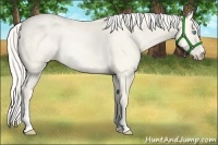 Horse Color:Cremello Roan Dun Rabicano 